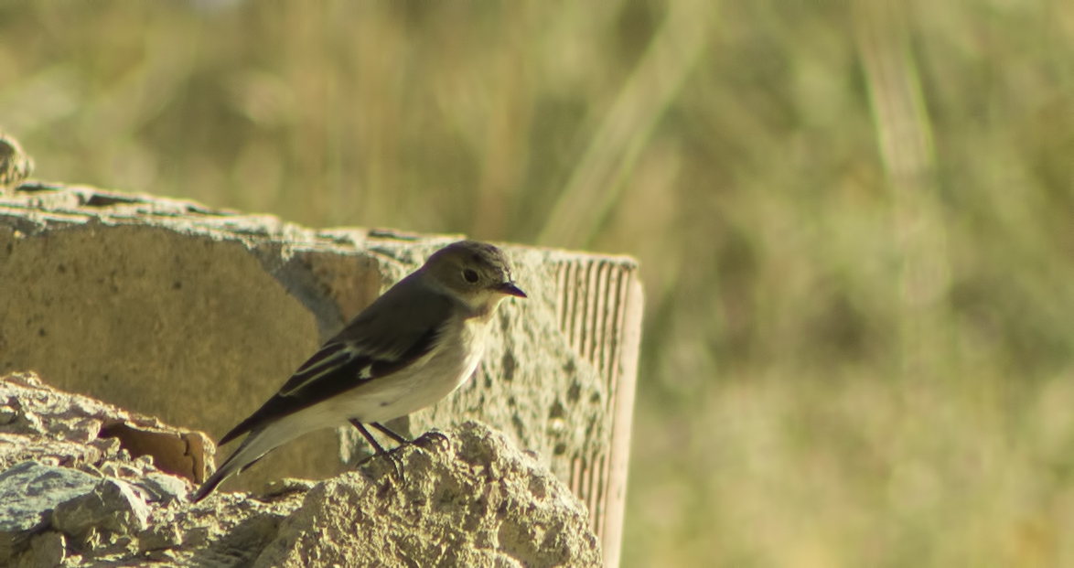 European Pied Flycatcher